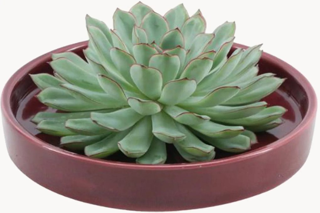 Pianta vera succulenta Echeveria Pulidonis
