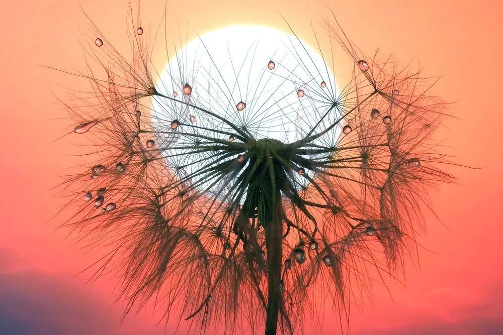 Stampa su tela – Soffione al tramonto