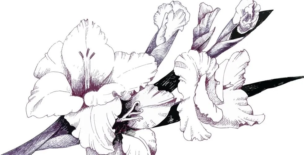Quadro su tela – Illustrazione di gladioli in fiore