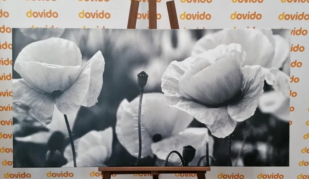 Quadro su tela – Splendido campo di papaveri in bianco e nero