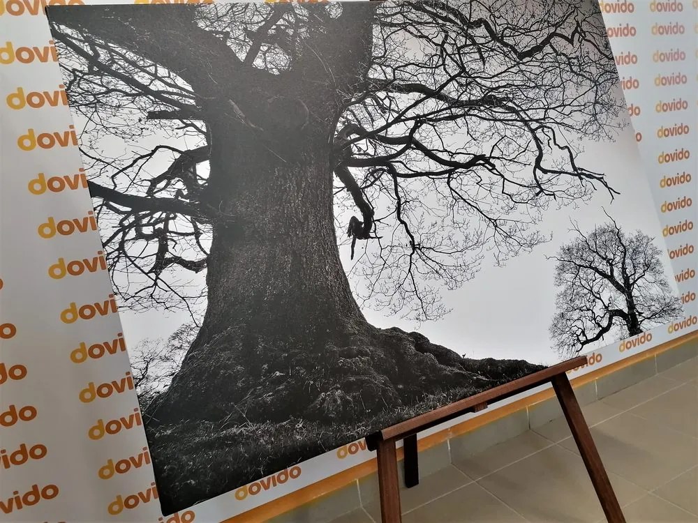 Quadro su tela – Simbiosi degli alberi in bianco e nero