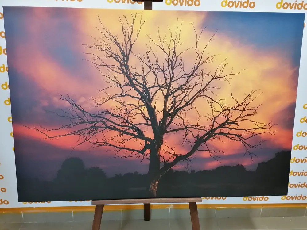 Stampa su tela – Splendido albero sul prato