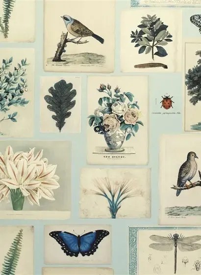 John Derian Carta da parati Flora and Fauna - Cloud Blue