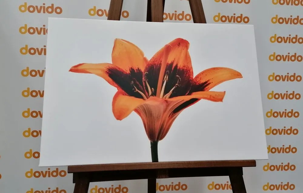 Quadro su tela – Giglio arancione