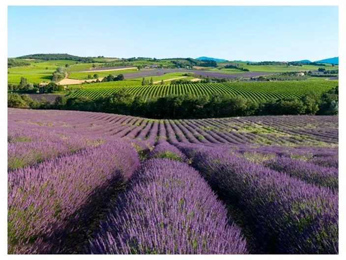 Fotomurale  Campi di lavanda  Colore Verde, Dimensioni e Misure 200x154