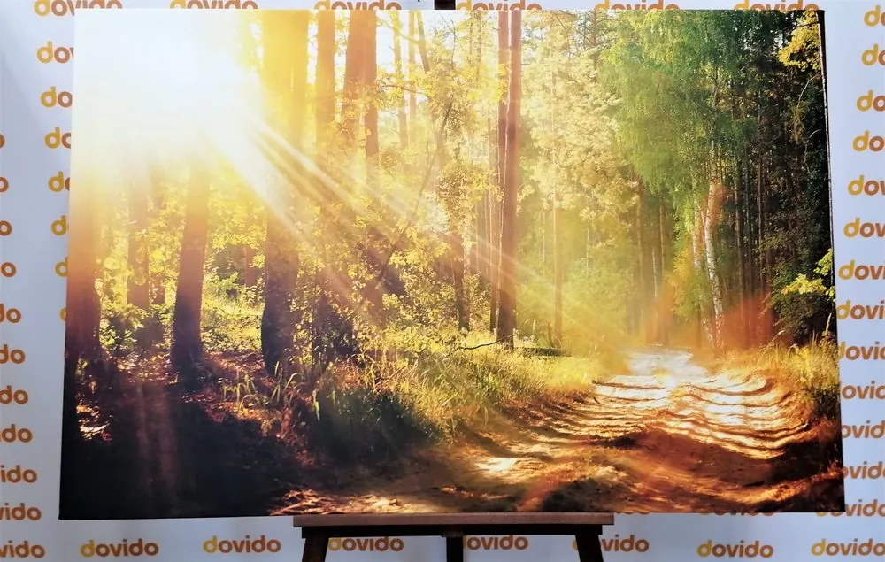 Quadro su tela – Raggi di sole nella foresta