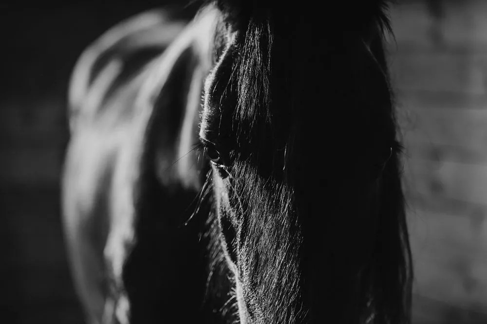 Carta da parati – Cavallo maestoso in bianco e nero