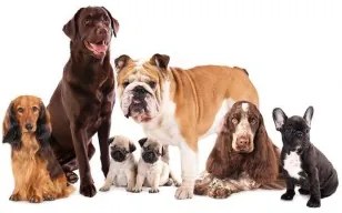 Carta da Parati Cani  Accucciati Standard 200x140