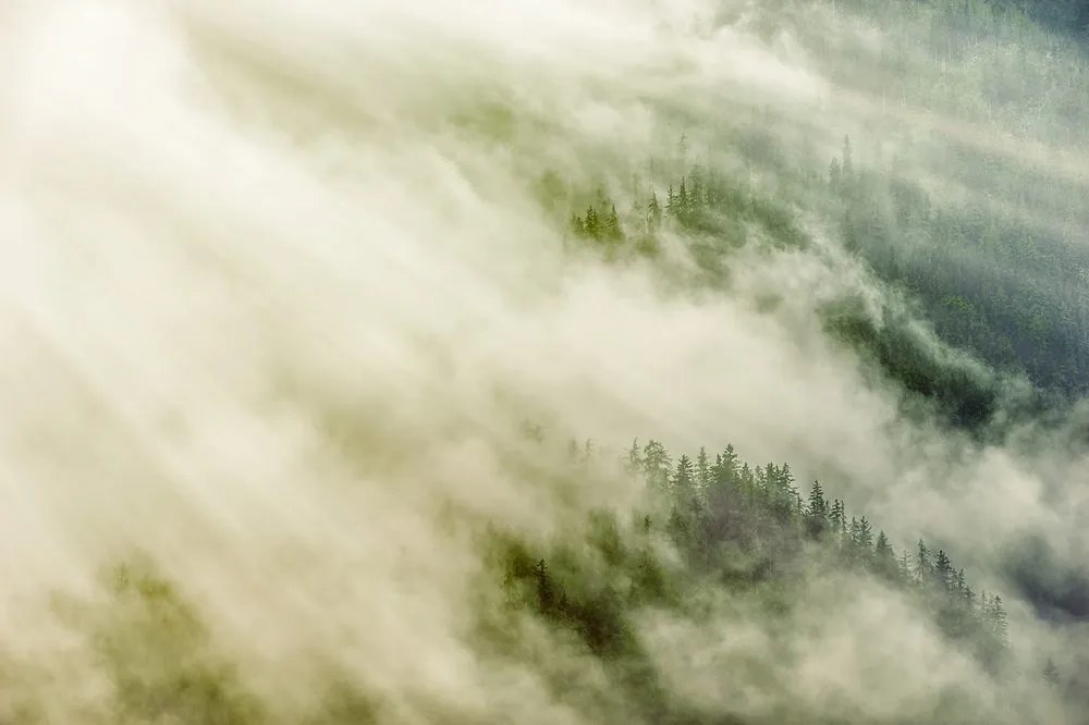 Carta da parati autoadesiva – Foresta nebbiosa