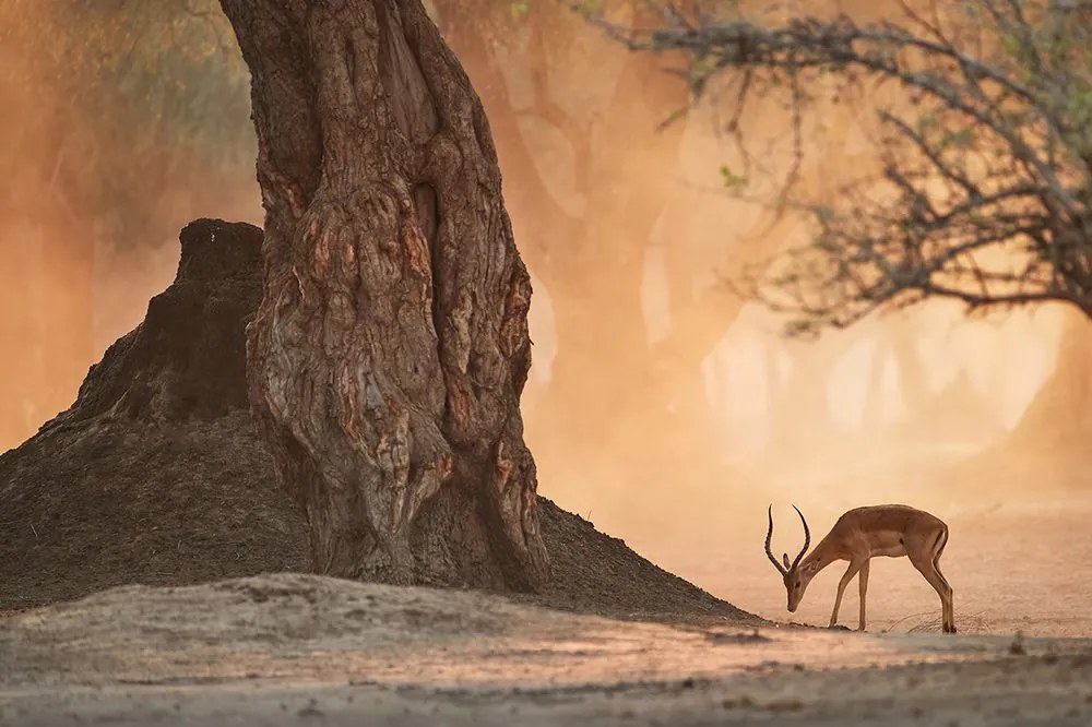 Carta da parati – Antilope africana