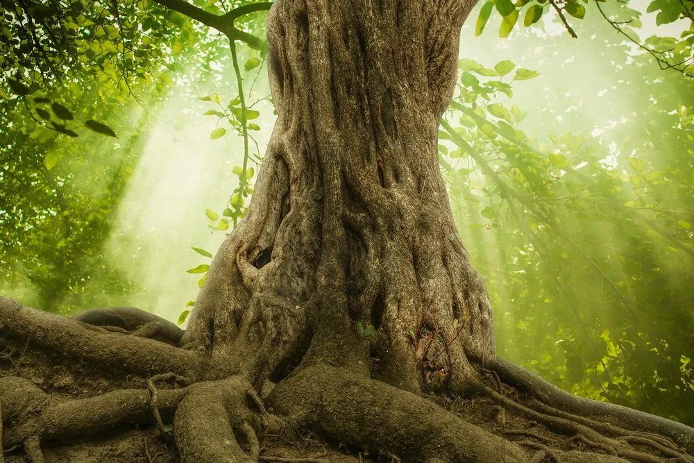 Quadro su tela – Radice dell'albero