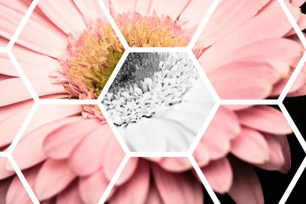 Carta da parati autoadesiva – Gerbera in esagono