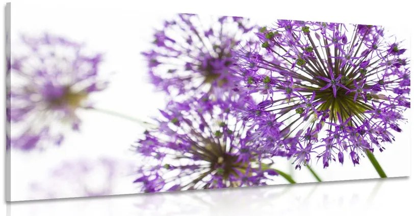 Stampa su tela – Fiori di aglio viola in fiore