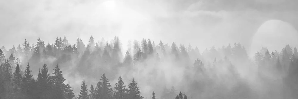 Quadro su tela – Nebbia sopra la foresta in bianco e nero