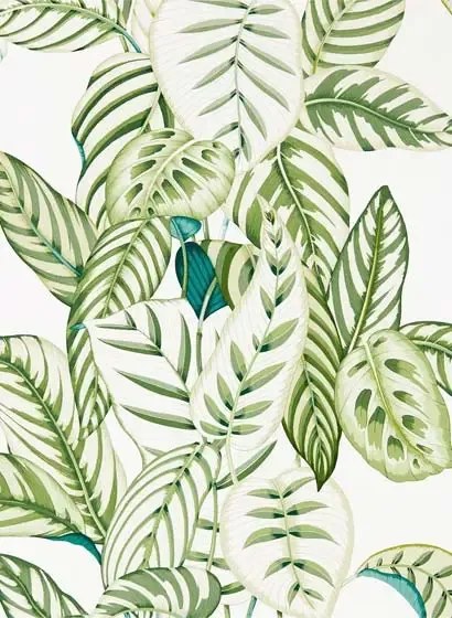 Blätter Tapete Calathea von Sanderson - Botanical Green