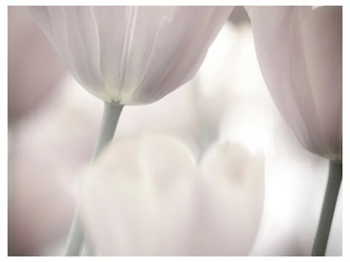 Fotomurale  Tulips fine art  black and white  Colore Crema, Dimensioni e Misure 300x231