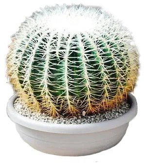 Pianta da interno ECHINOCACTUS GRUSONII SPINA ALBIS D.CM40
