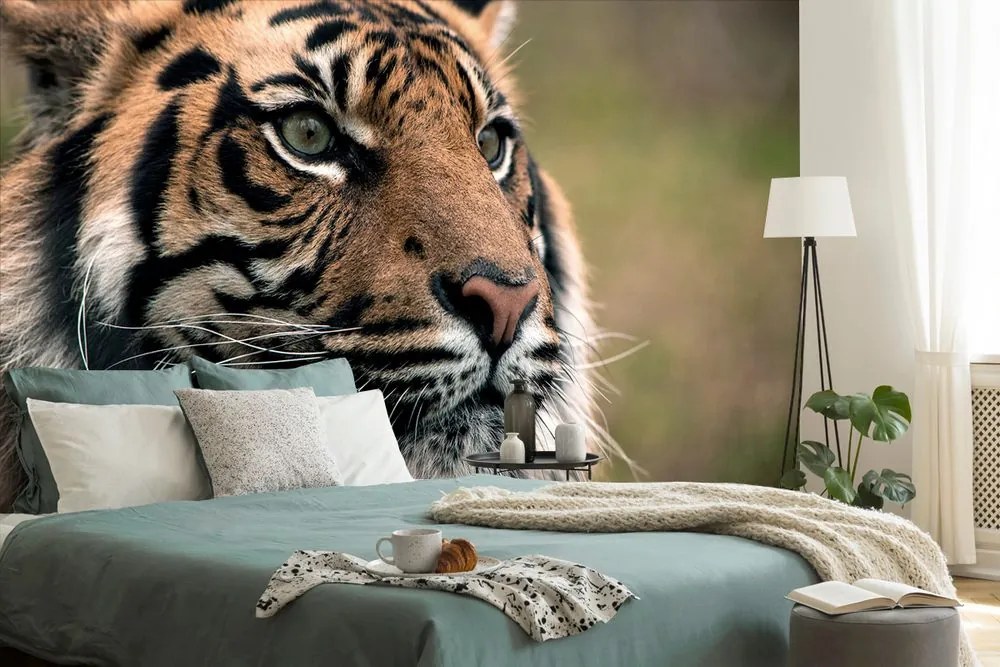 Carta da parati – Tigre del Bengala