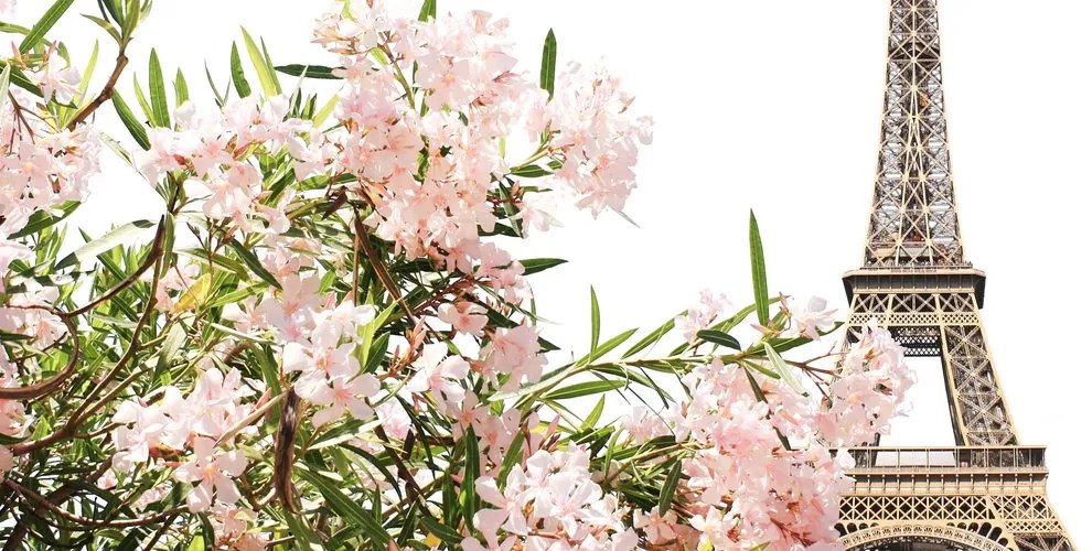 Stampa su tela – Torre Eiffel e fiori rosa