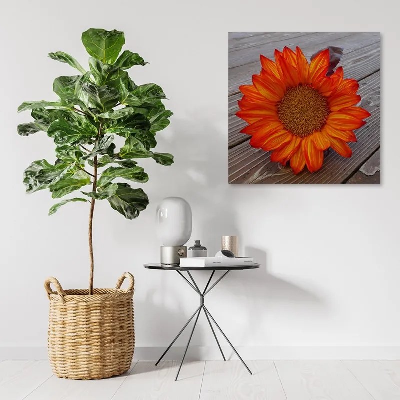 Quadro su tela, Girasole arancione  Dimensioni 50x50