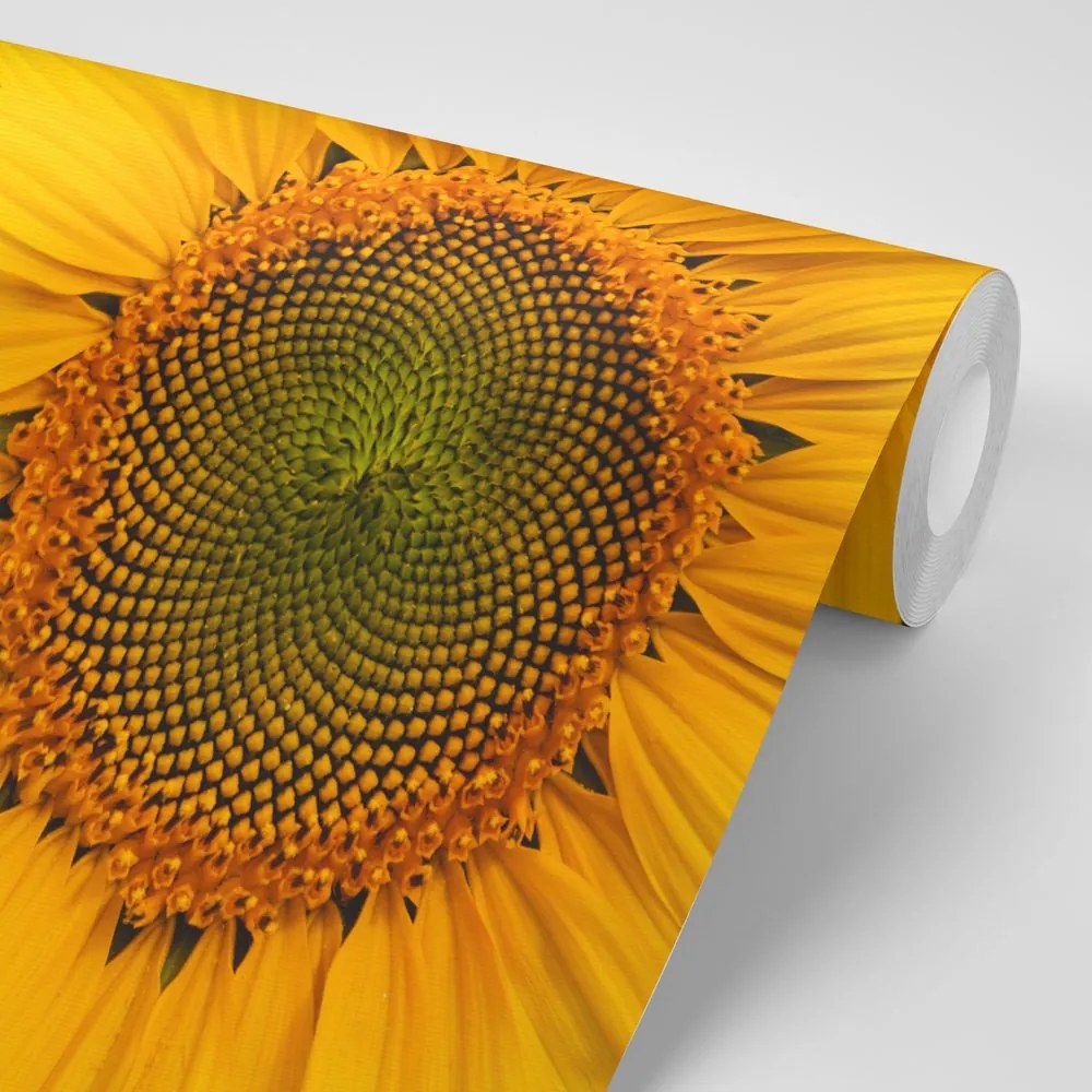 Carta da parati autoadesiva – Girasole giallo