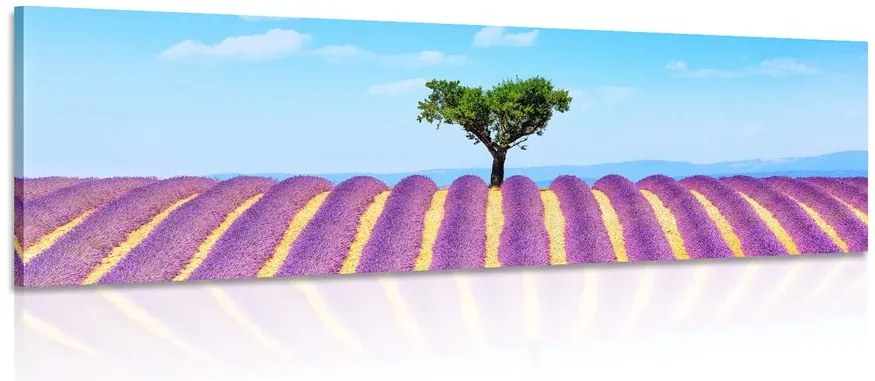 Quadro su tela – Campo di lavanda provenzale