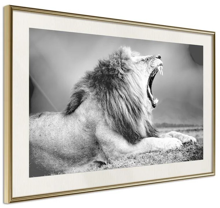 Poster Yawning Lion