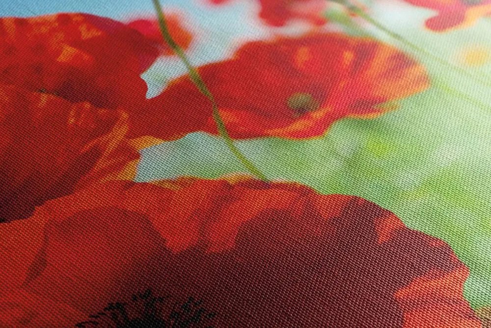 Stampa su tela – Fiori di papavero nel prato