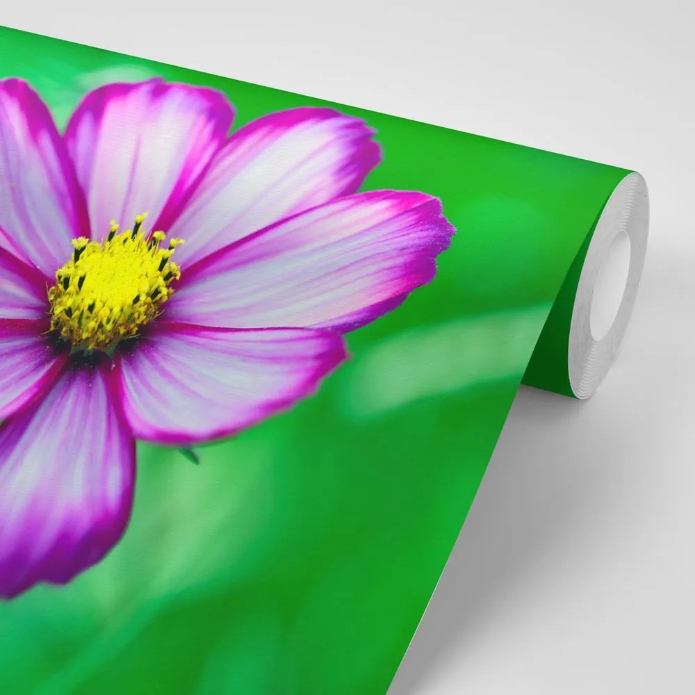 Carta da parati – Fiore di cosmea da giardino