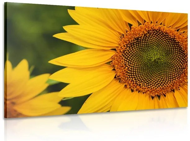 Stampa su tela – Girasole giallo