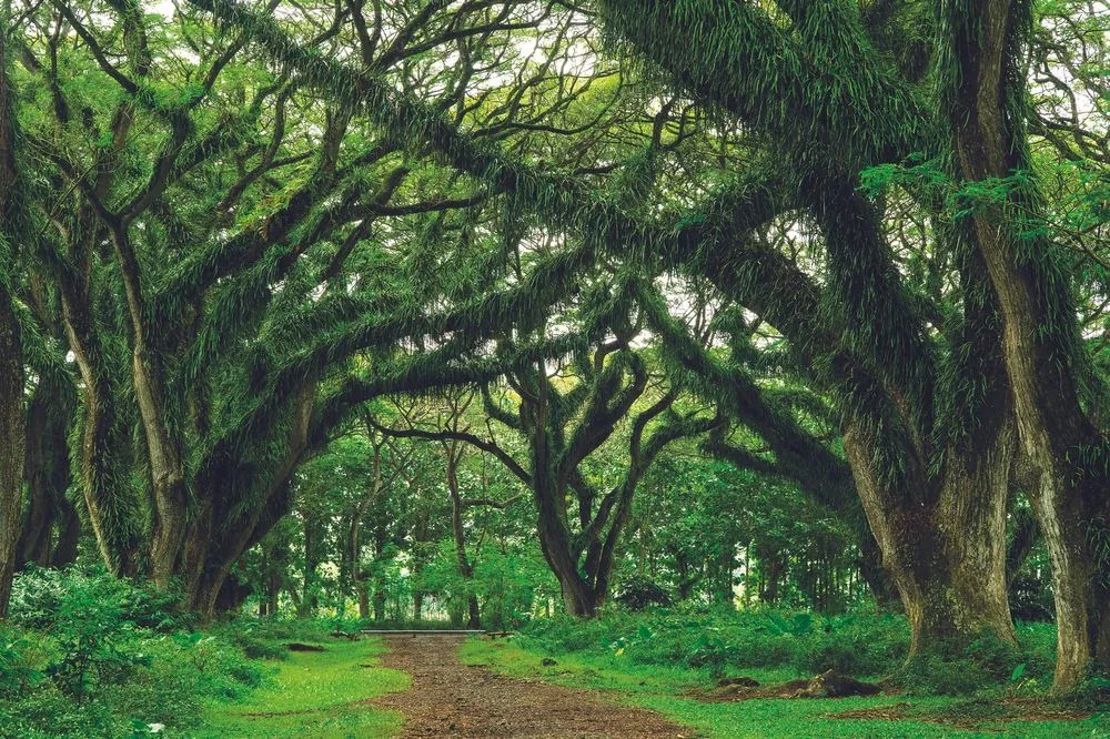 Carta da parati autoadesiva – Sentiero avvolto dagli alberi