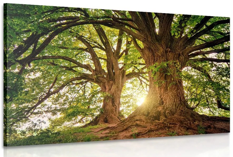 Stampa su tela – Alberi maestosi