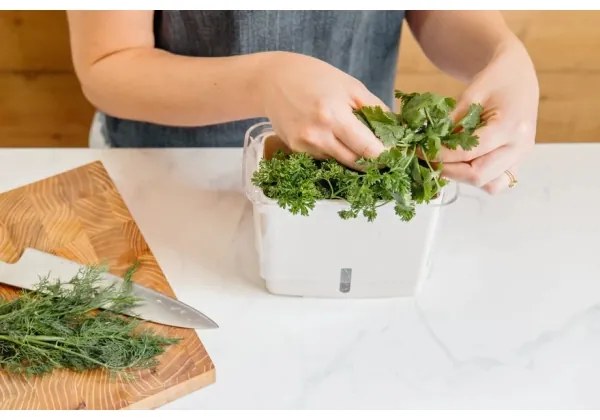 Cole&Mason - Contenitore per conservare le erbe aromatiche appena tagliate