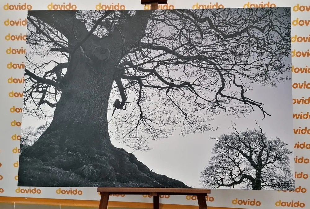 Quadro su tela – Simbiosi degli alberi in bianco e nero