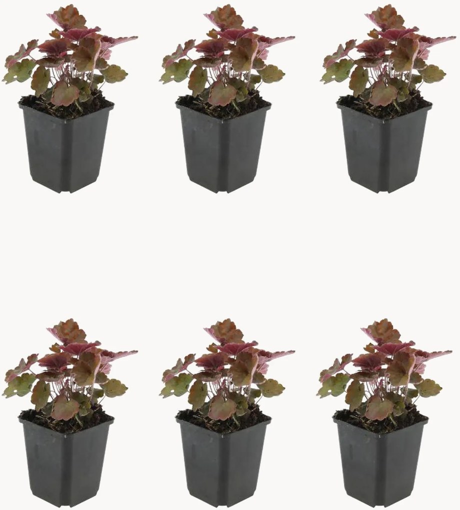 Set di 6 piante vere Coral Bells Heuchera Micrantha Palace Purple