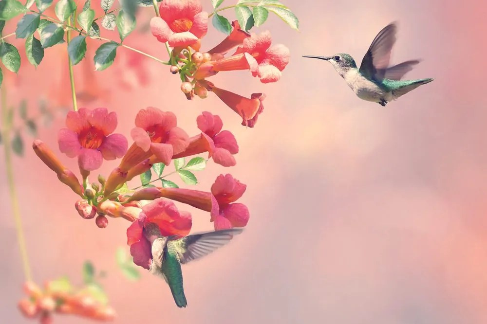 Carta da parati autoadesiva – Volo dei colibrì