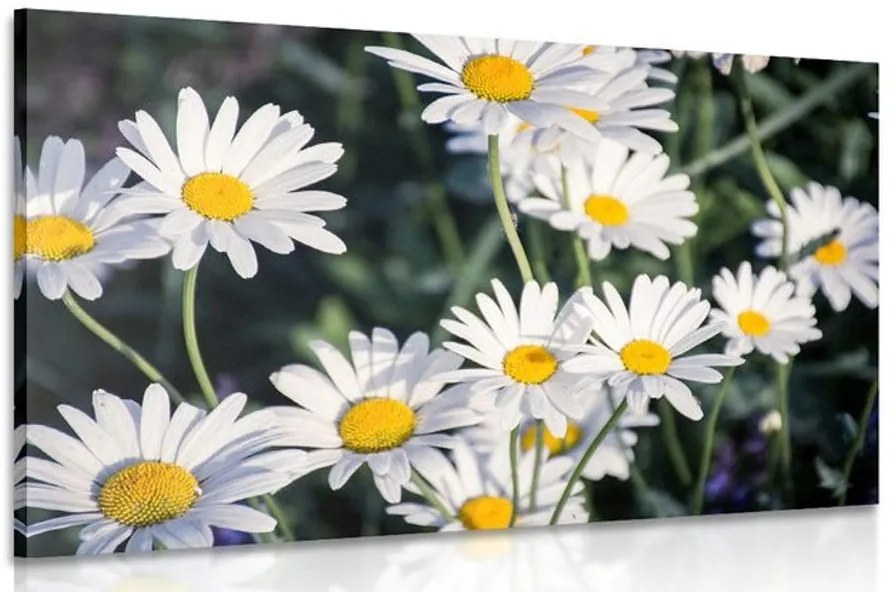 Quadro su tela – Margherite in giardino