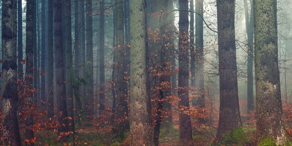 Quadro su tela – Mistero della foresta