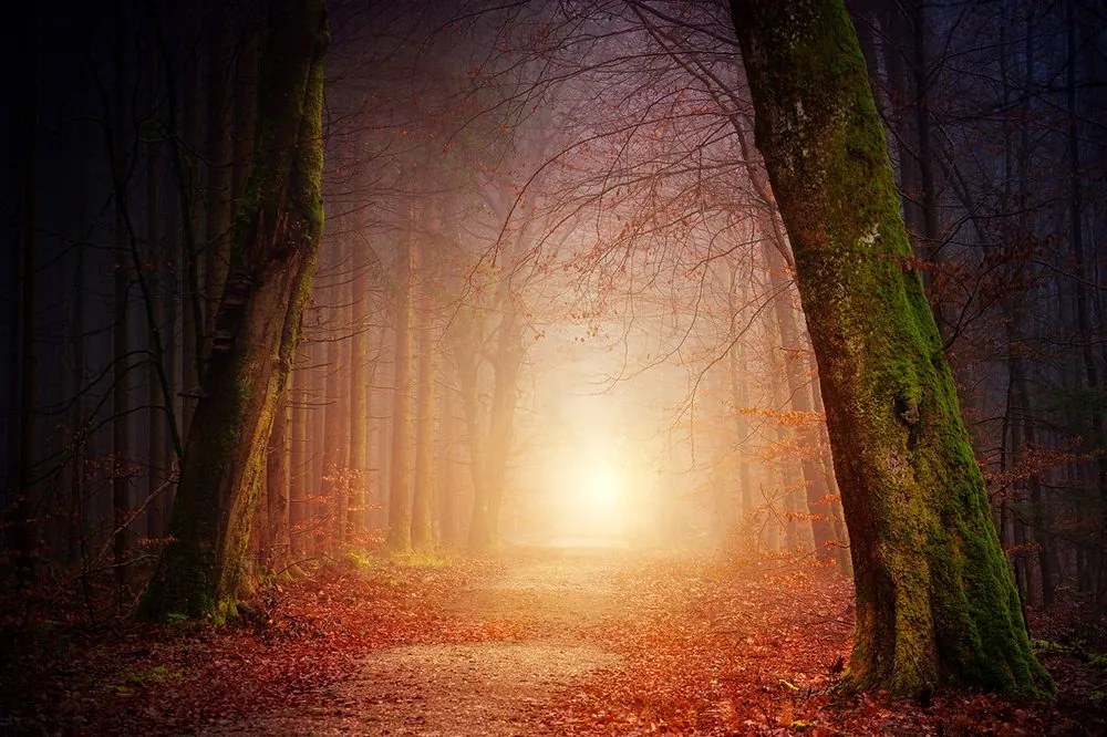 Carta da parati autoadesiva – Foresta dai colori fiabeschi