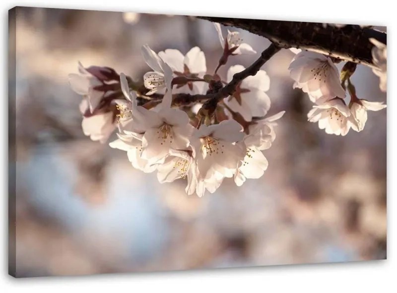 Quadro su tela, Natura in fiore di ciliegio  Dimensioni 100x70