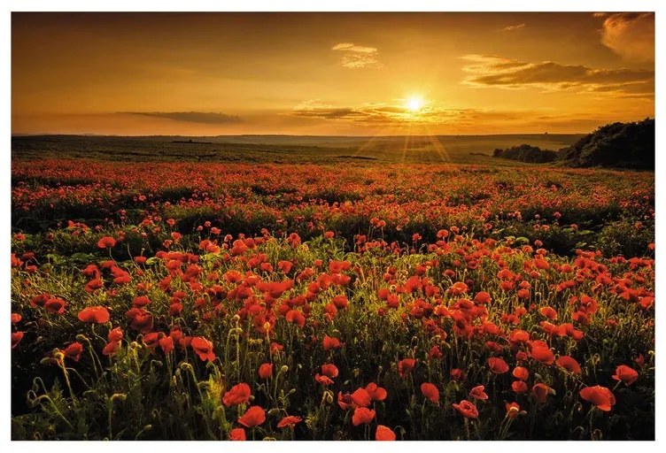 Stampa su tela Poppies field, multicolore 80 x 135 cm