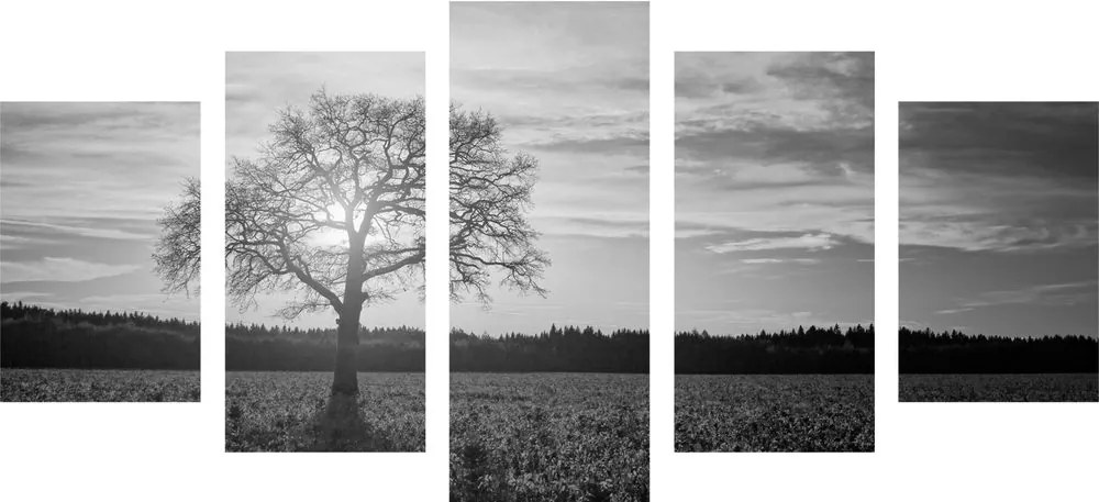 Quadri 5 pezzi – Albero solitario in bianco e nero