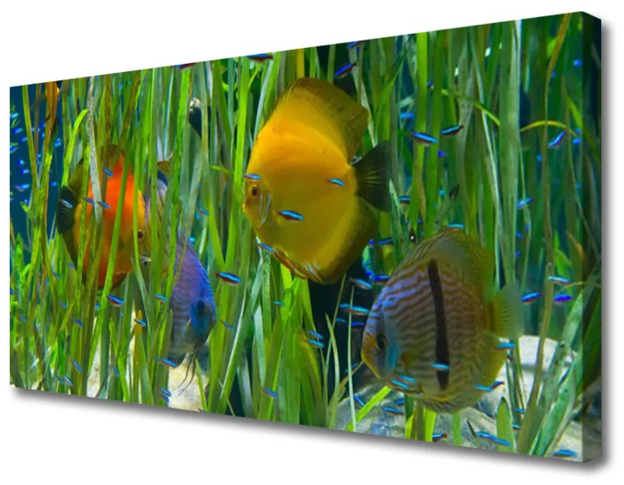 Quadro su tela Pesce, alghe, natura 100x50 cm