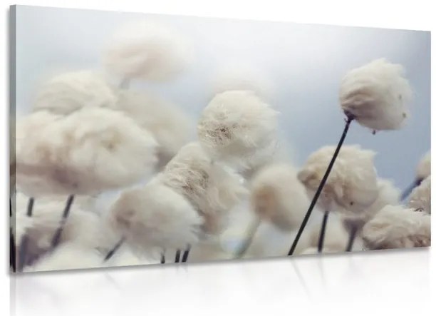 Quadro su tela – Fiori artici di cotone