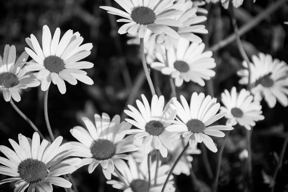 Stampa su tela – Margherite in giardino in bianco e nero