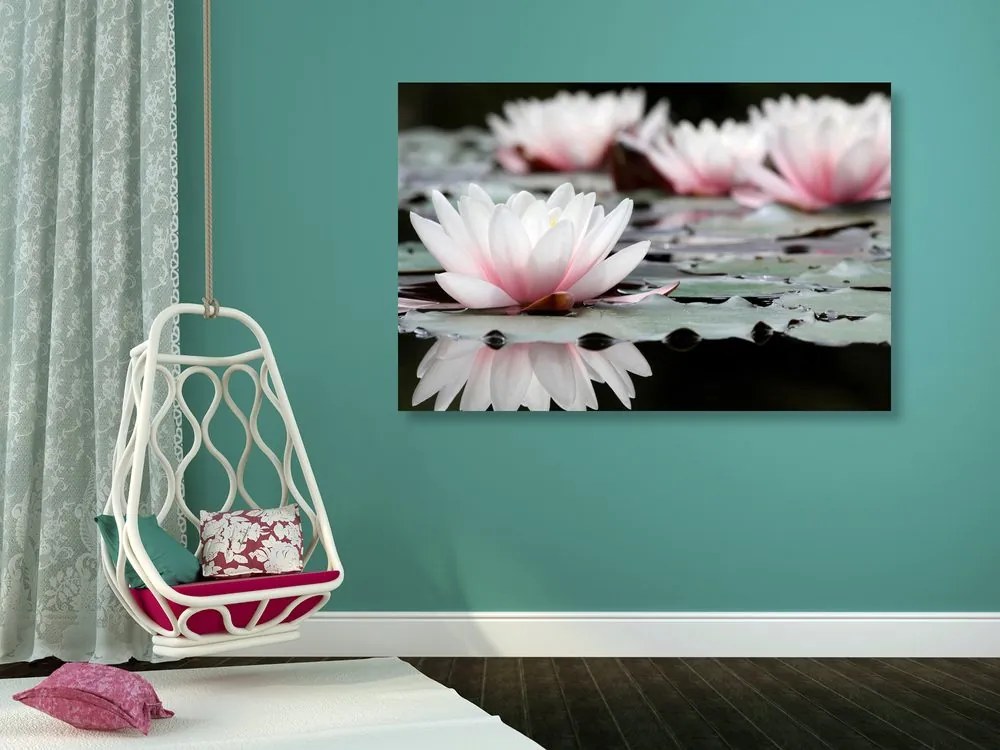 Quadro su tela – Fiore di loto