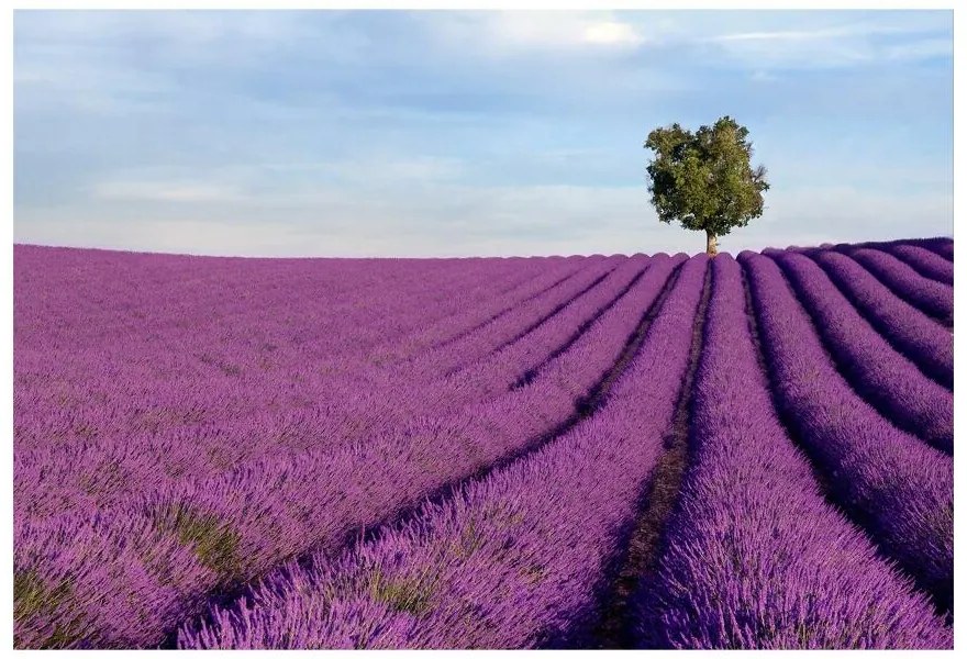 Carta da parati Campo di lavanda 104x70 cm