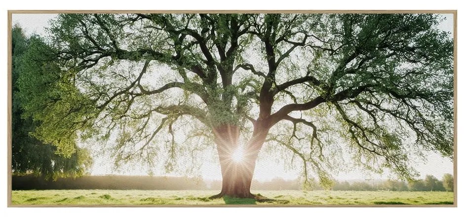 Quadro 150x60 cm Tree in the Sun