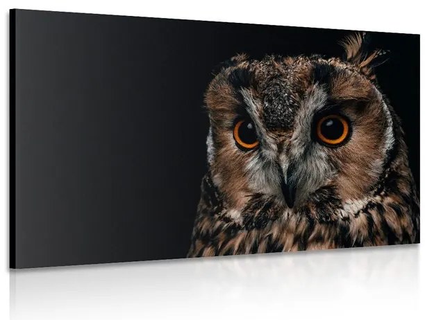 Quadro su tela – Gufo