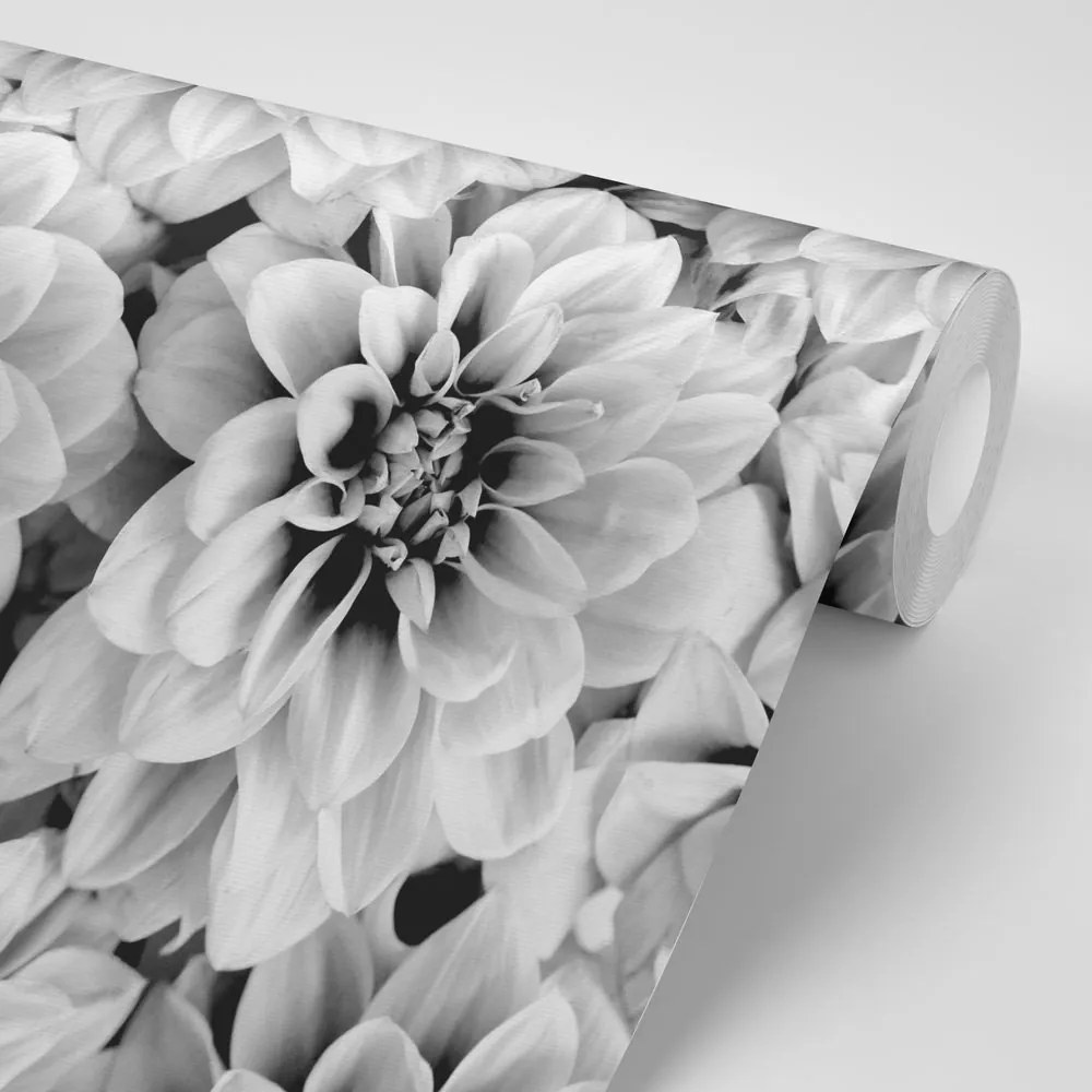 Carta da parati – Fiori di dalia in bianco e nero